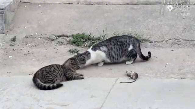 猫戏老鼠