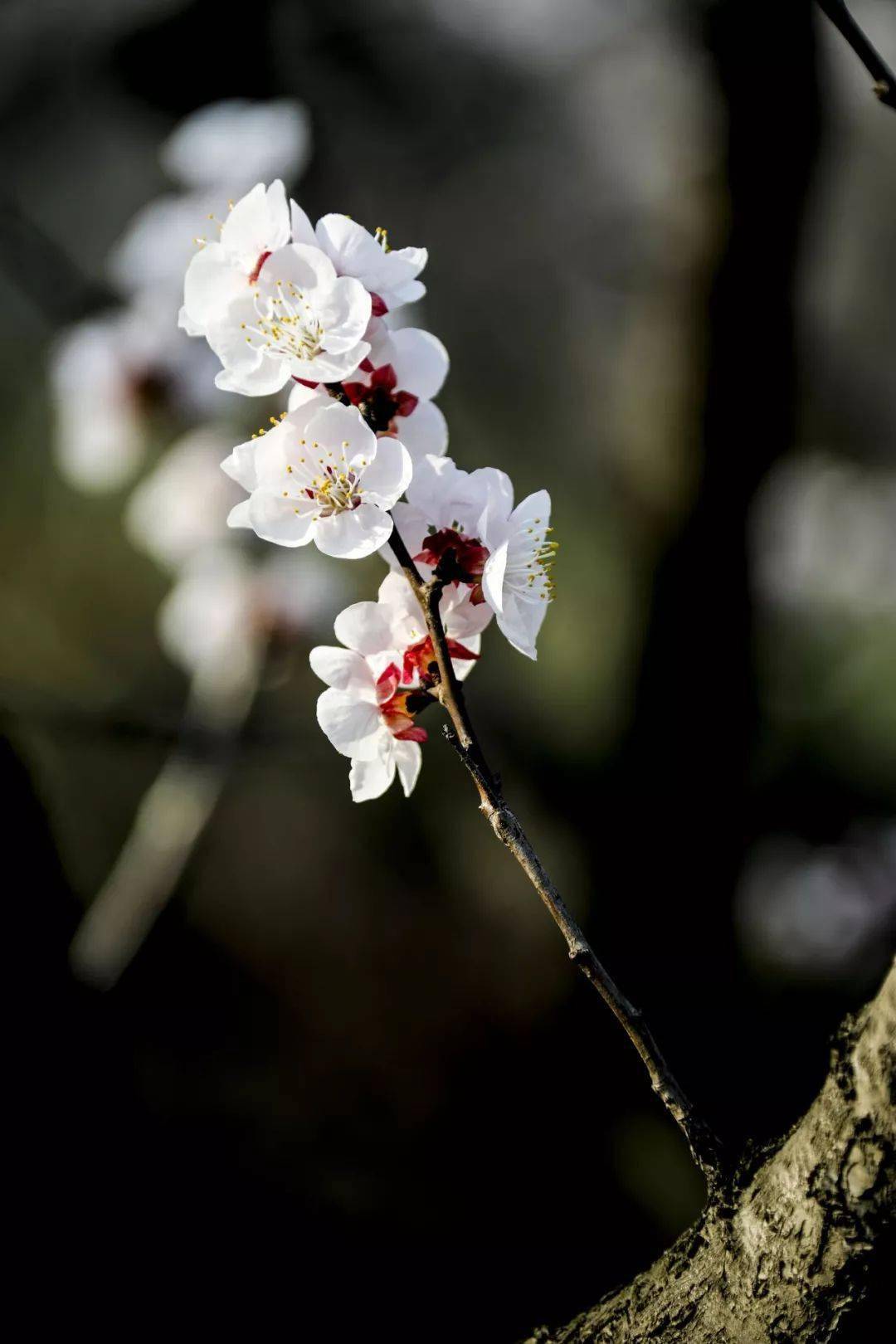 春天裡櫻花杏花梨花海棠你分得清嗎