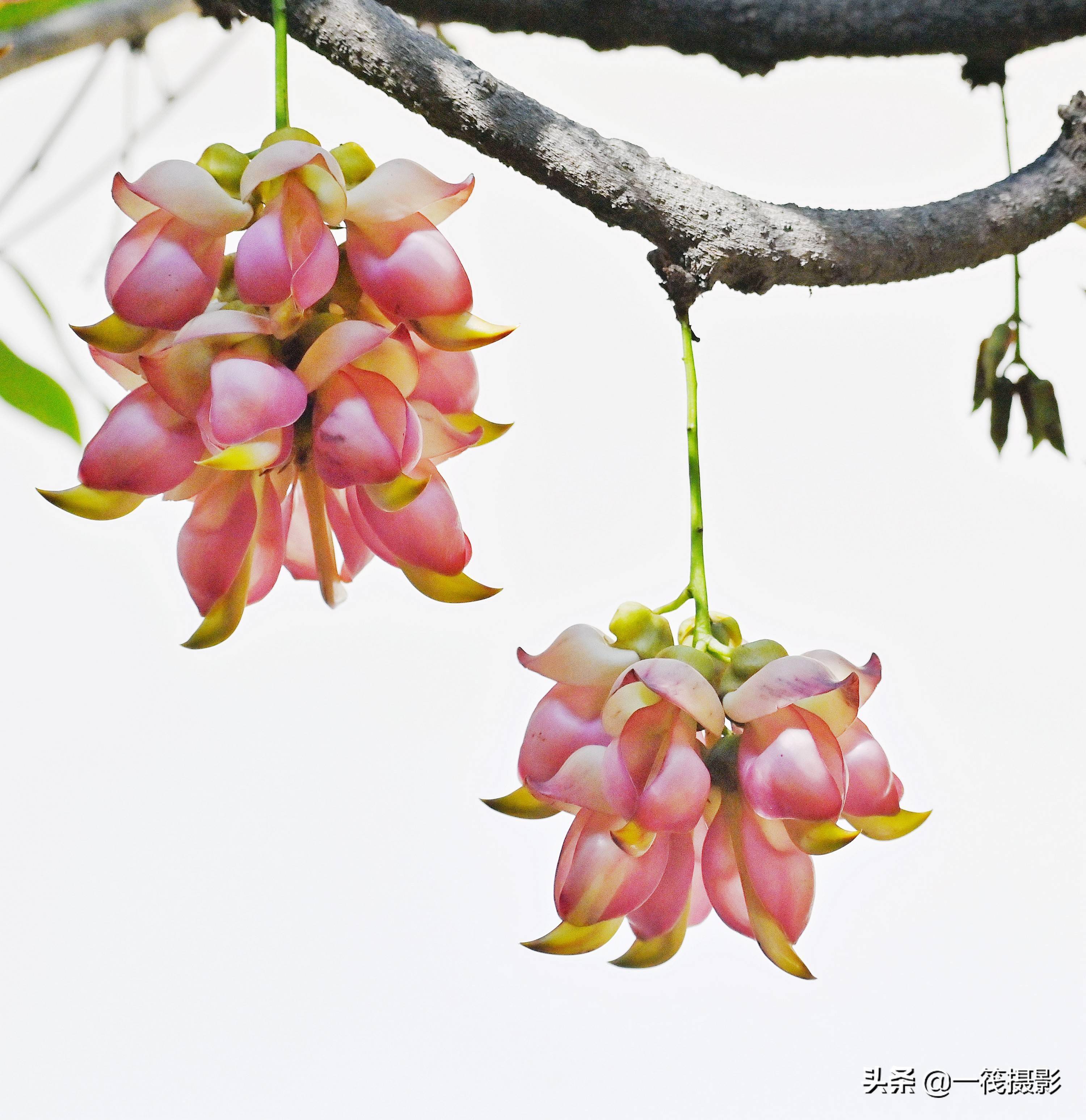 美花欣赏浅粉色禾雀花