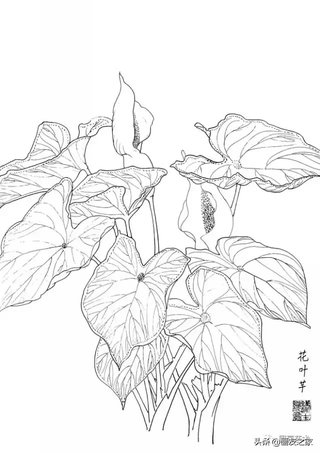 白描花卉寫生範本百花譜