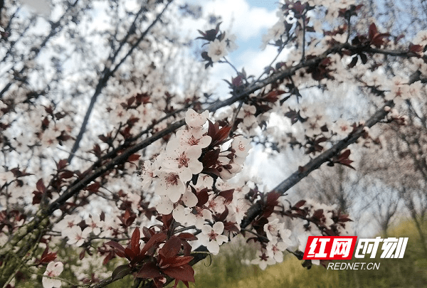 春色|新田：春花绚烂 乡村如画