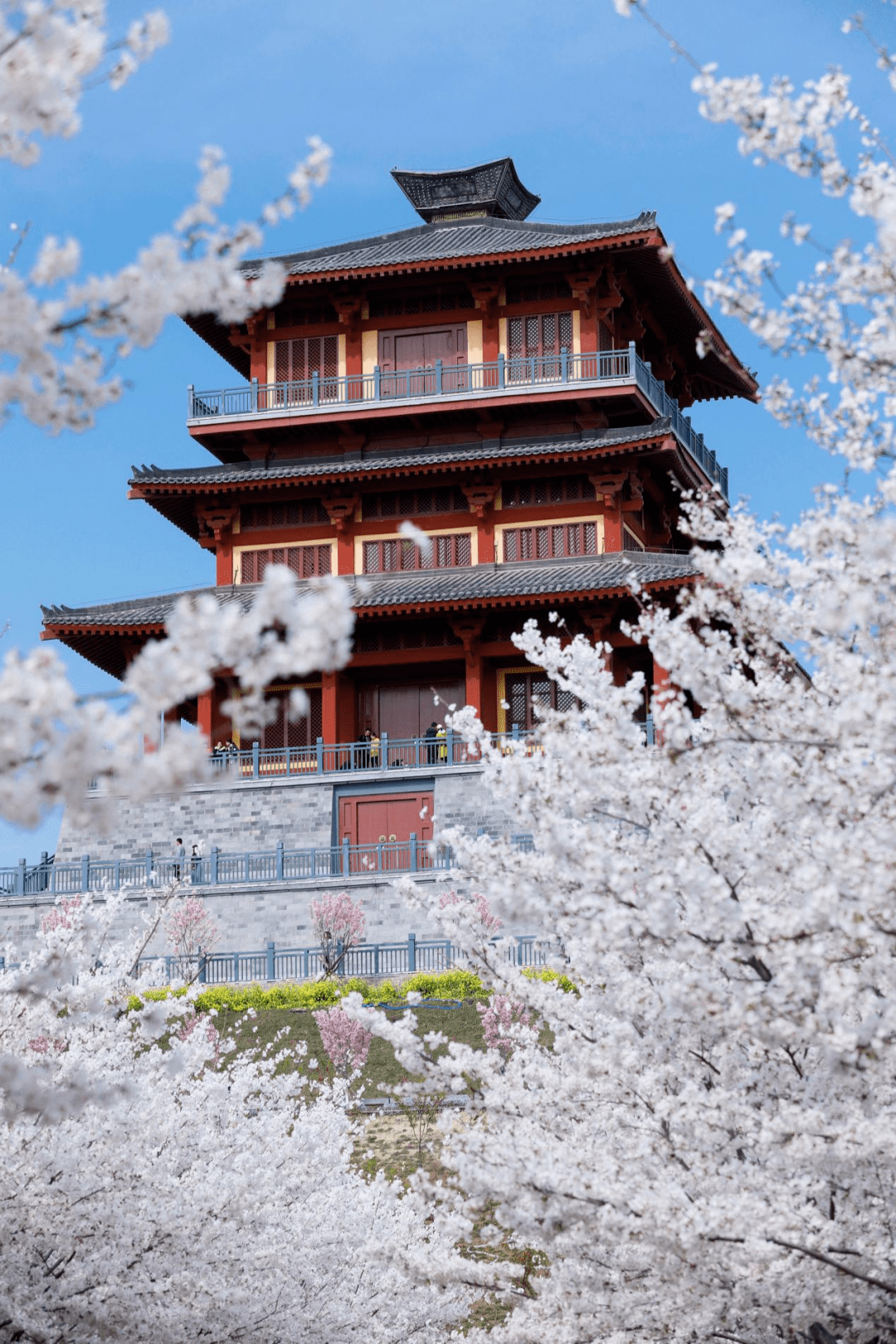 孤柏渡飞黄旅游区樱花图片