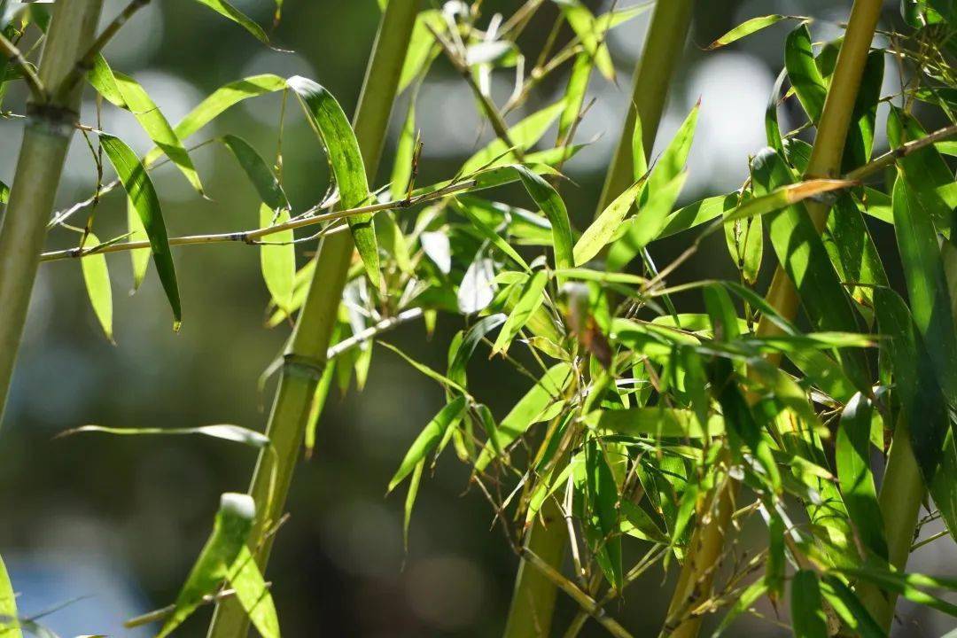 謖謖青玉一襟風07半拃葉瘦,長頎輕握校園分佈:常用作花壇背景植物,各