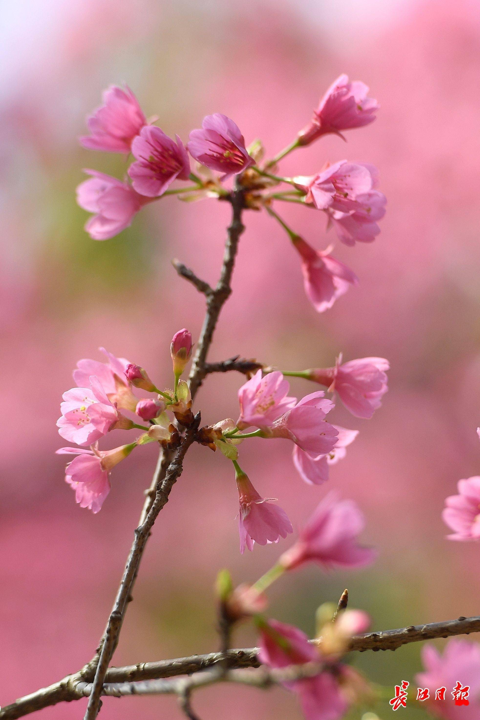樱花桃花杏花傻傻分不清不认了看美图就行了