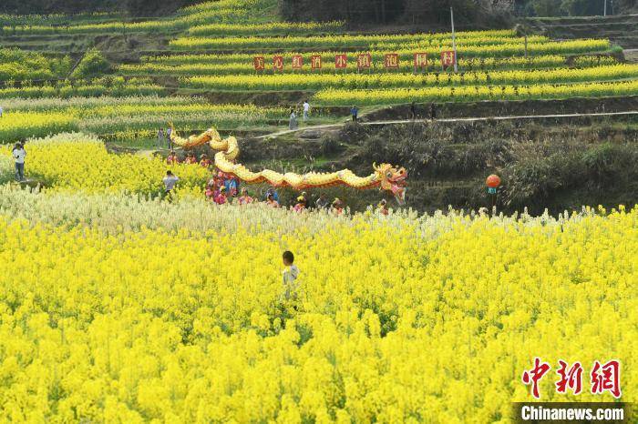 菜花|重庆菜花节：村民舞龙迎客 市民赏花踏青