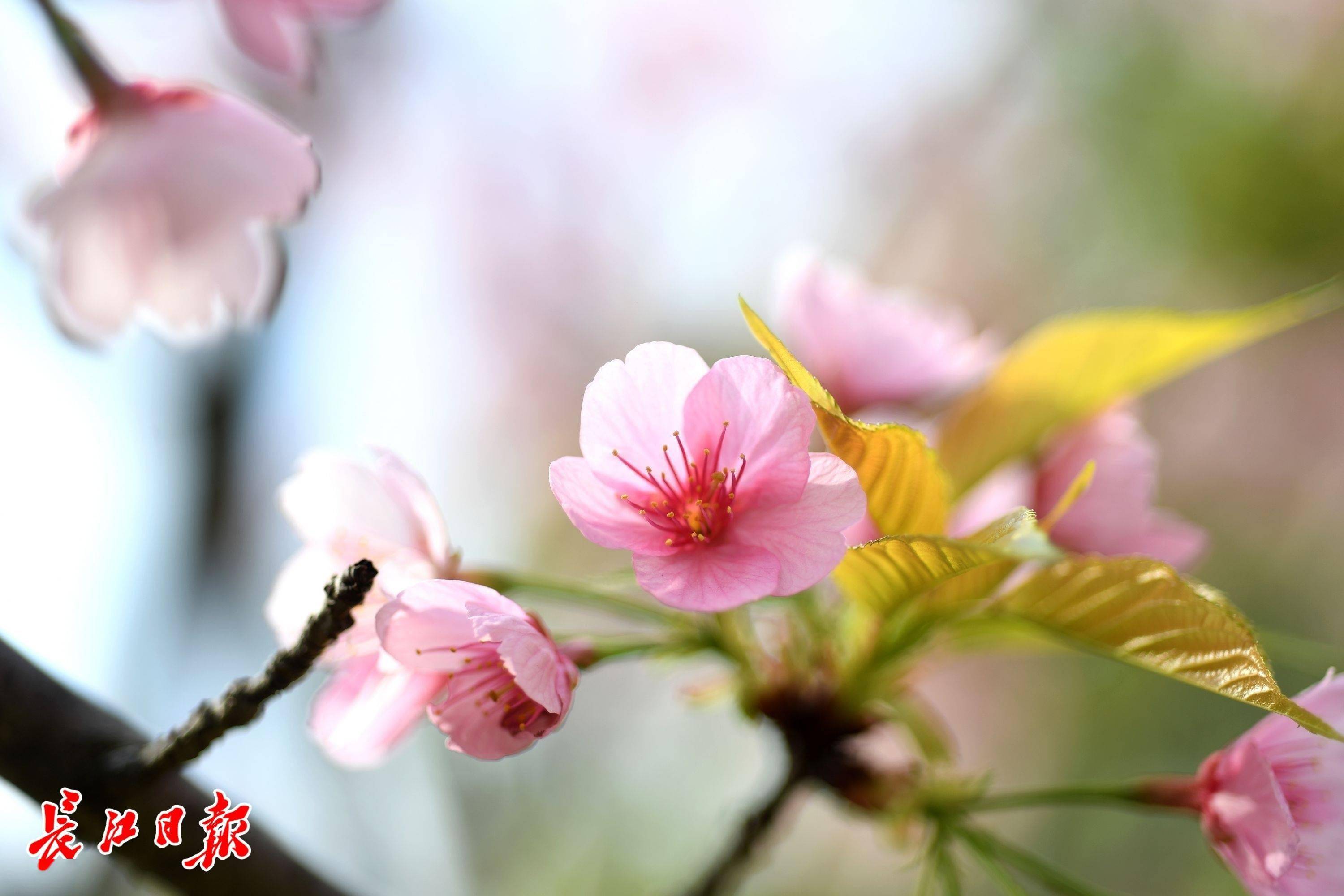 樱花桃花杏花傻傻分不清不认了看美图就行了