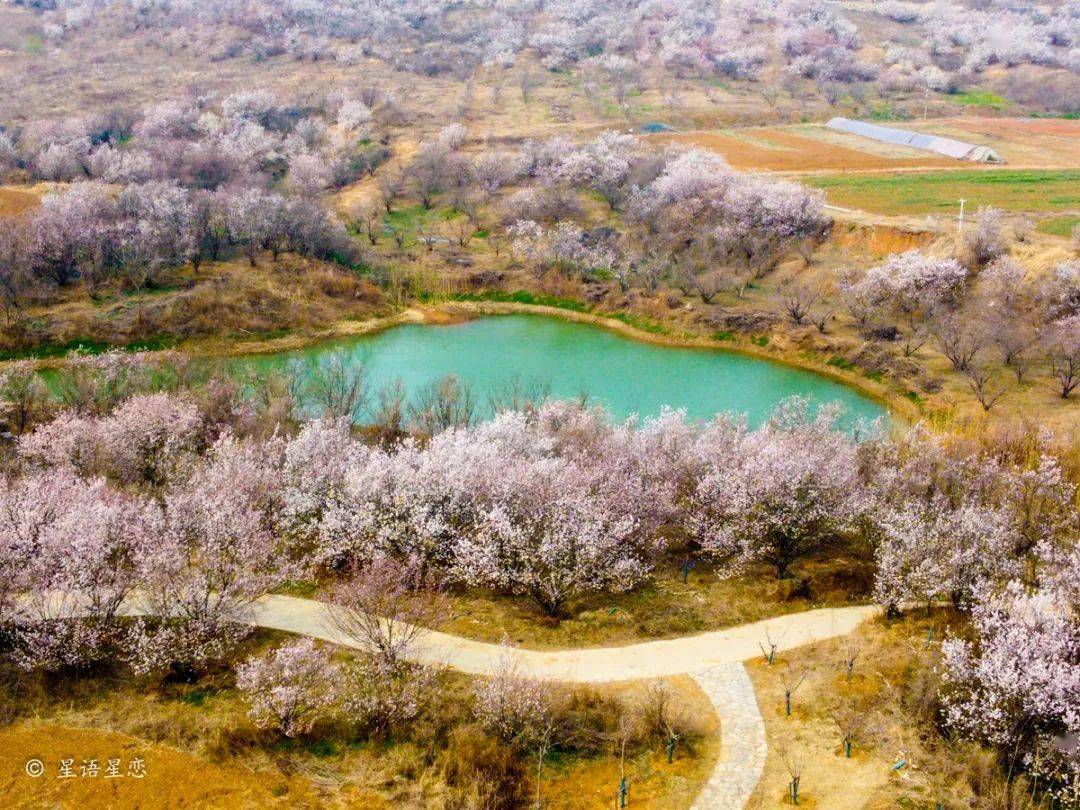 圣人窝樱桃谷花已盛开你还不来