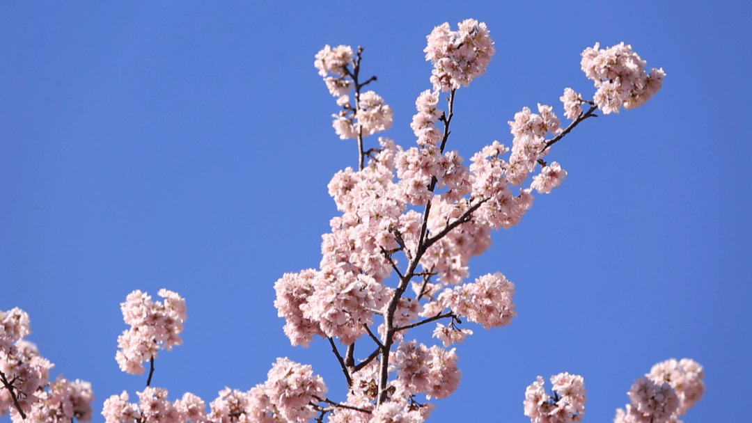 太美了桂阳县农科所千亩樱花迎春绽放周末快去观赏