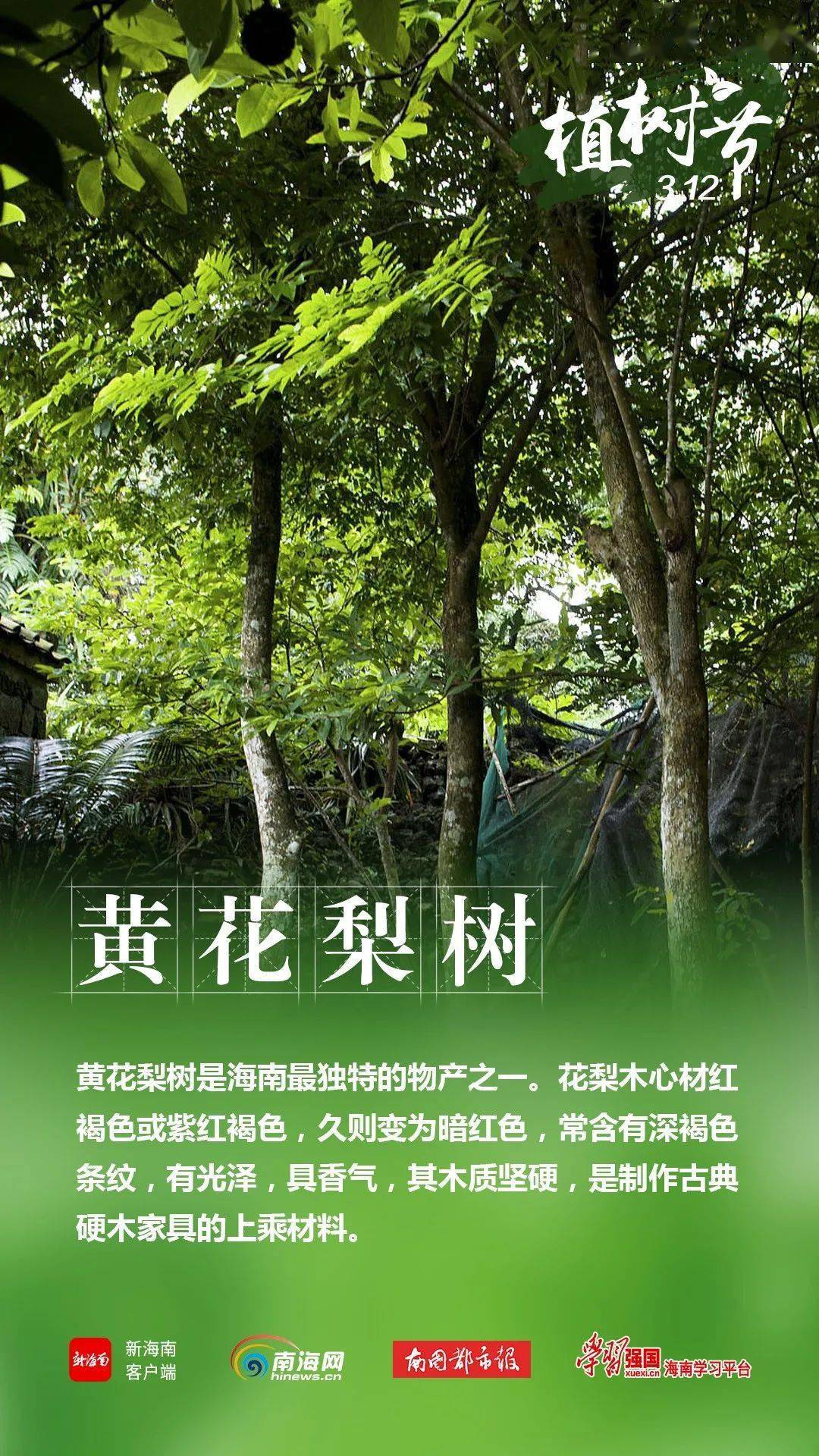 神奇树木在海南这些树界大咖你都认识吗