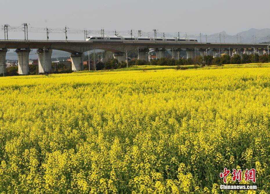 百花,景色,春日,景色|春日限定景色！各地百花绽放