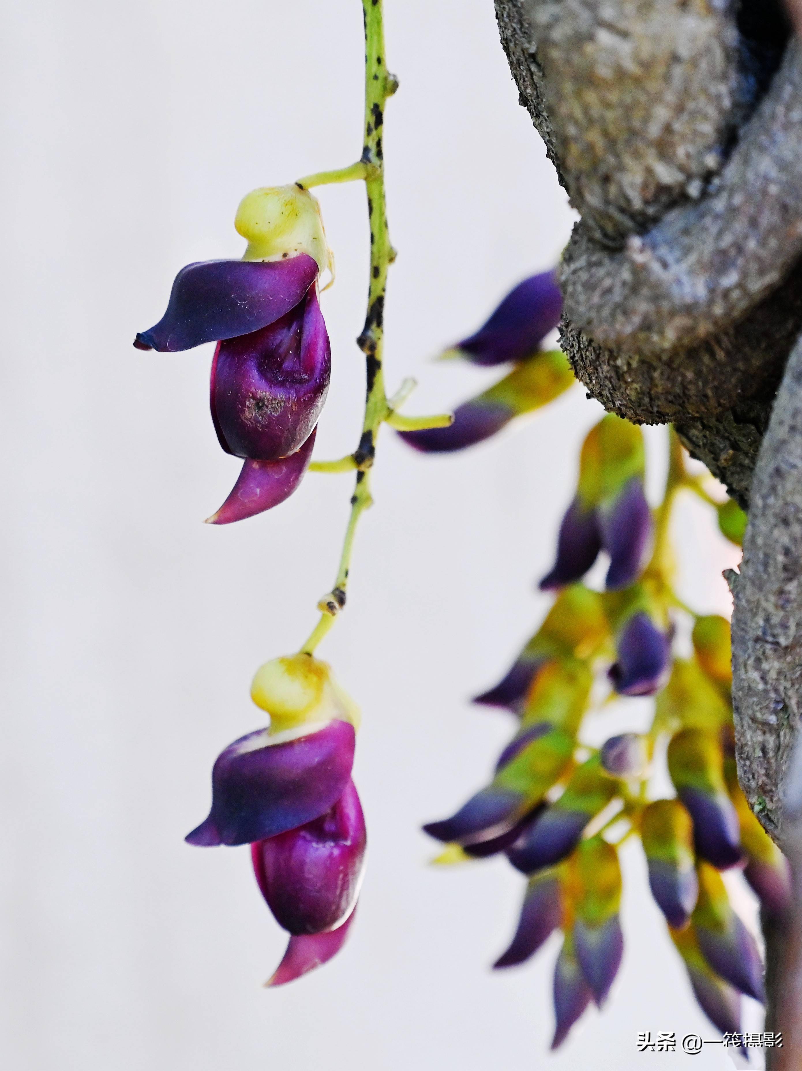 美花欣赏深紫色禾雀花