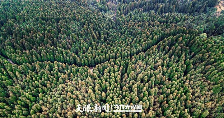 李荣所在的安顺平坝国有林场又名大坡林场,建于1958年,占地面积1.