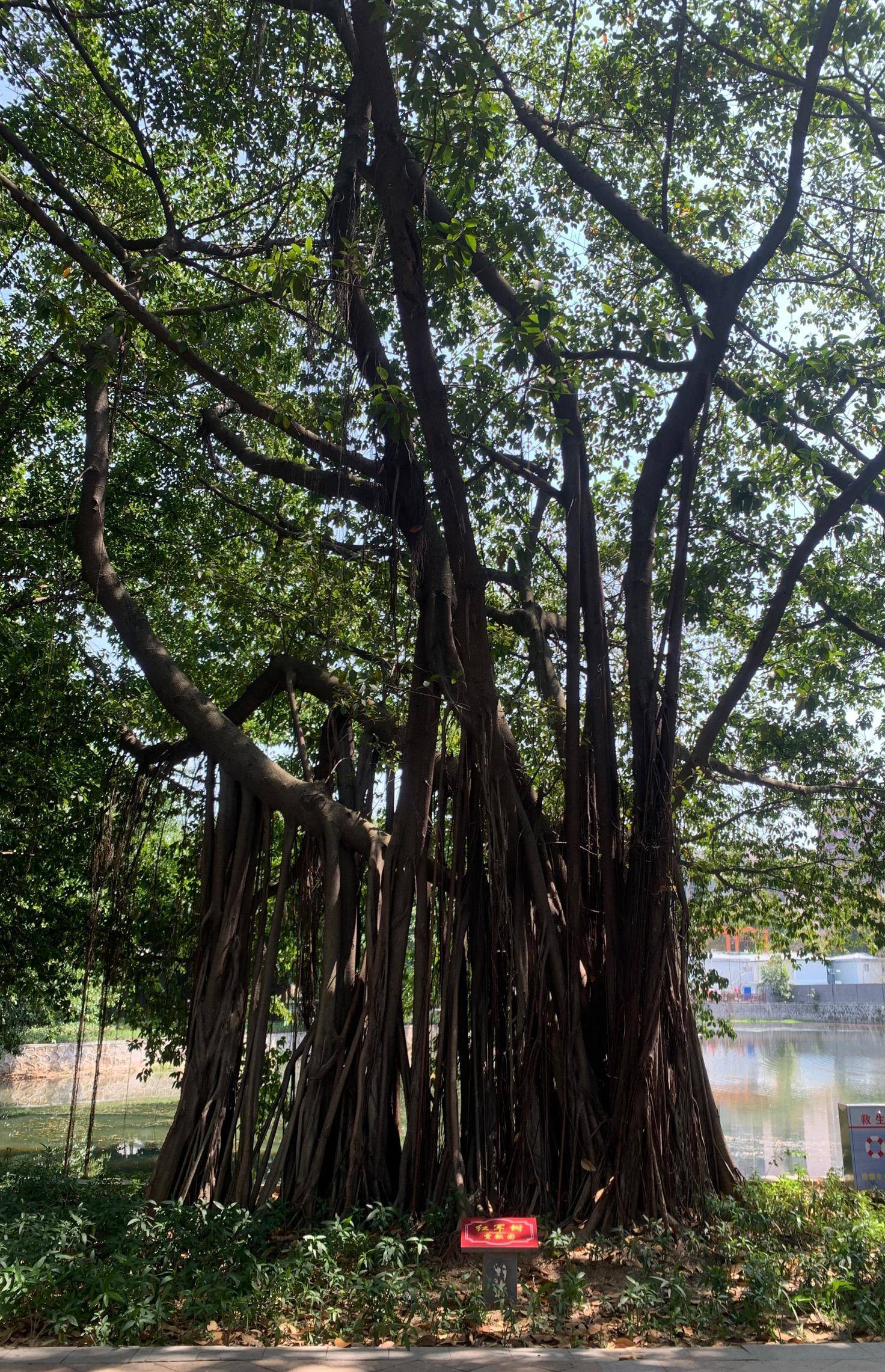 广州百岁老红军植树节圆梦认养百年大榕树赓续红军精神