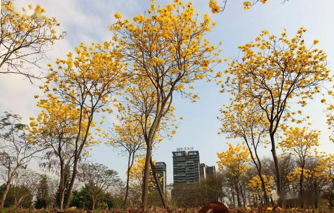 顺峰山公园黄花风铃木图片