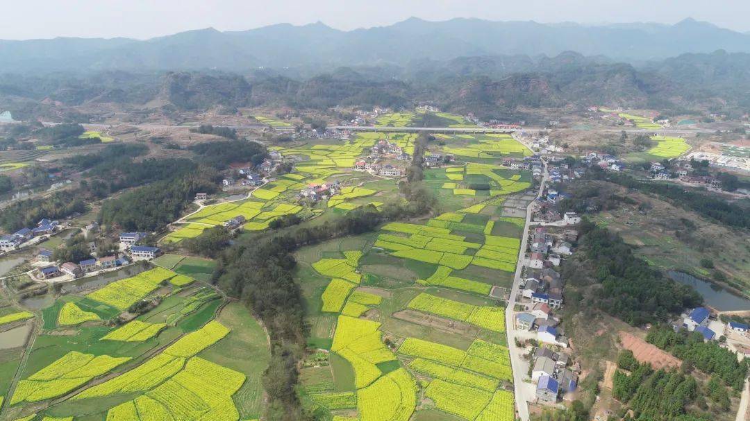 再一次到长寿乡下航拍油菜花开_平江_网友_风景