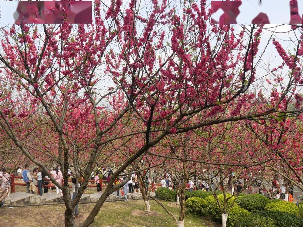 平南生态公园桃花开正浓正是赏花好时节约起