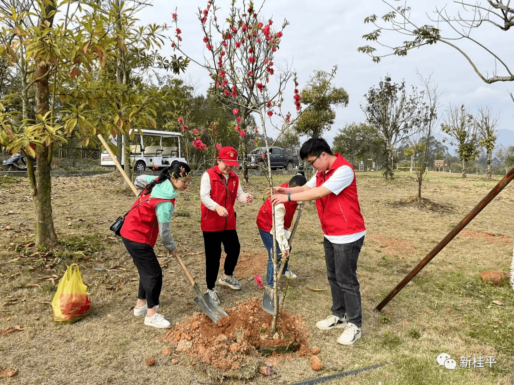 你种树了吗桂平各地纷纷开展志愿植树活动现场气氛热闹