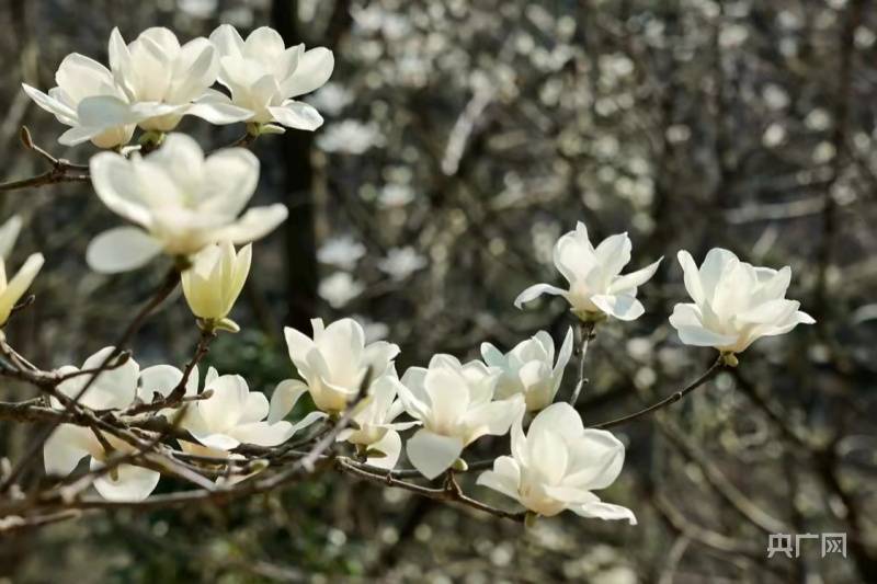 宁波|花事来了｜暗香浮动 玉兰花开春意浓