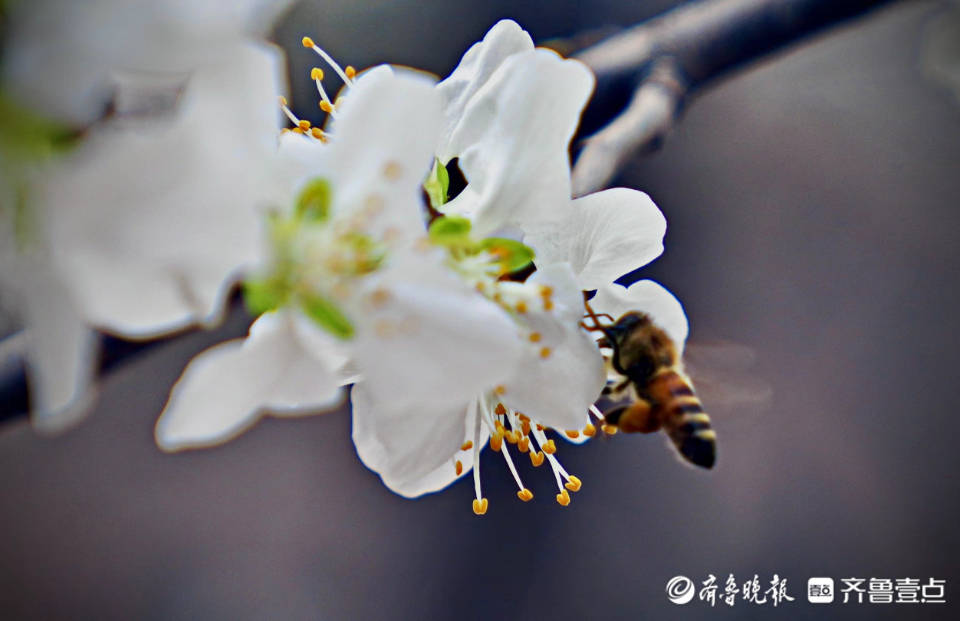 春天到花儿俏 小蜜蜂采蜜忙