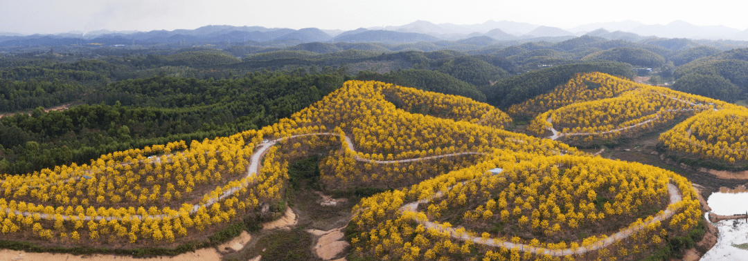 高要白土风铃生态园图片