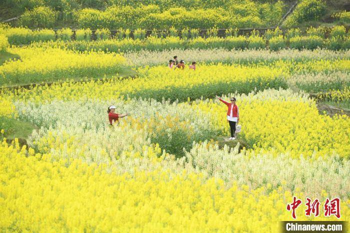 重庆|重庆菜花节：村民舞龙迎客 市民赏花踏青