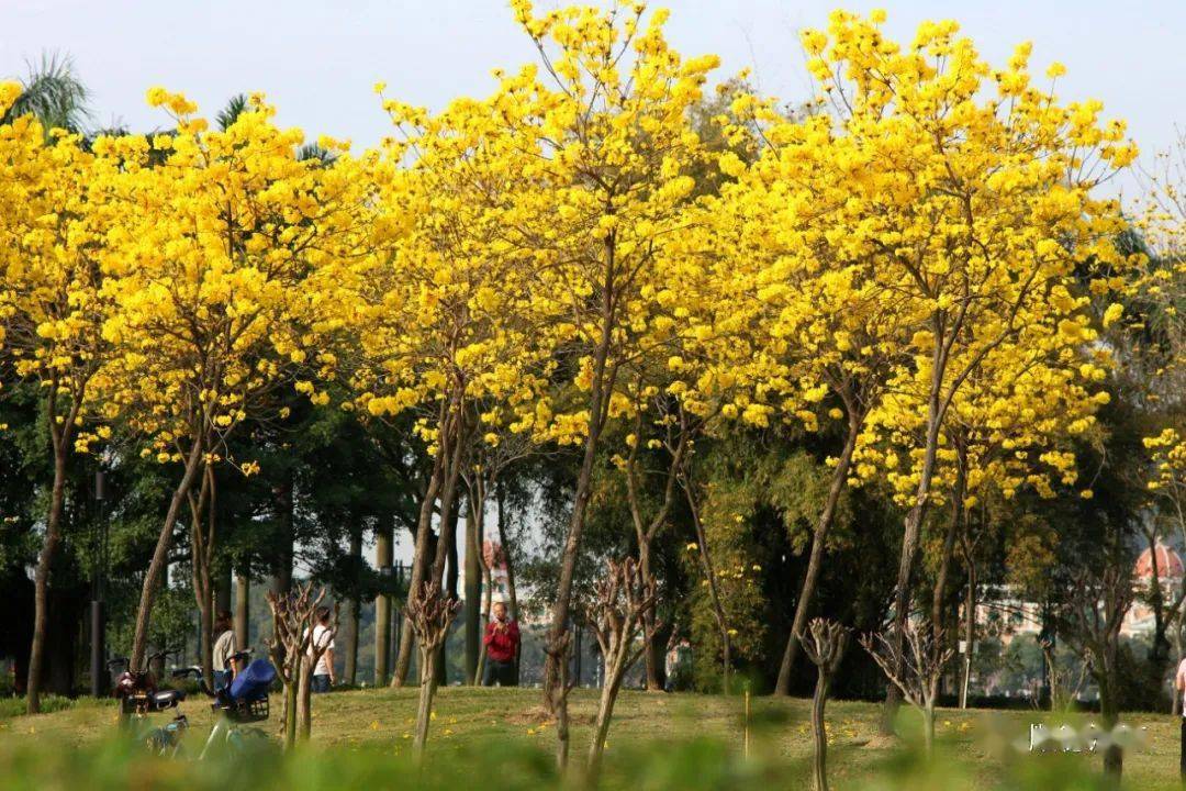 顺峰山公园黄花风铃木图片