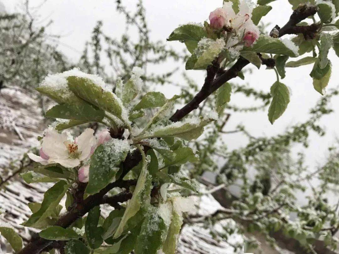 增强果树树势是预防倒春寒的最佳手段