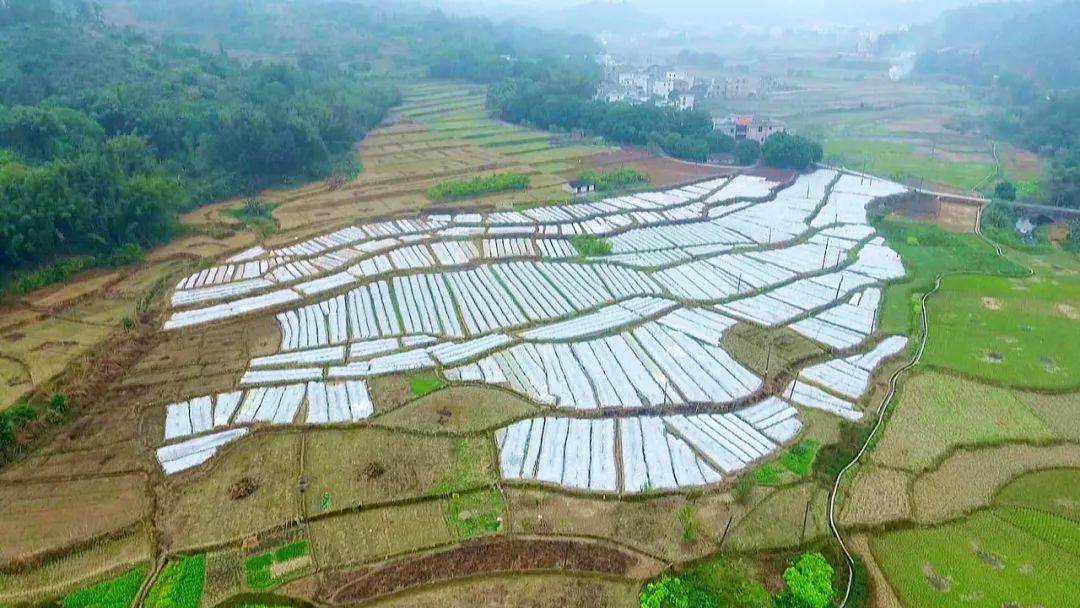 云浮罗定市龙湾镇全面掀起春耕热潮