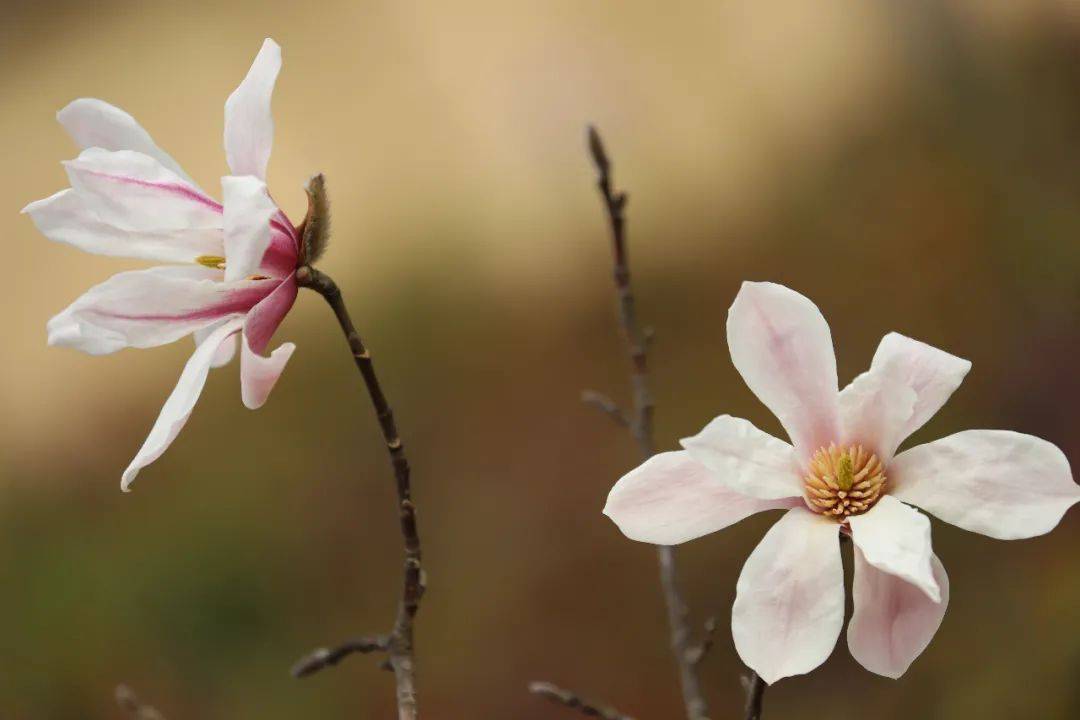 闵行|玉兰正逢盛花期，一波“云赏花”走起