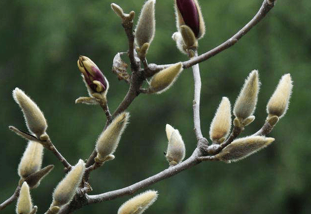 元和堂| 鼻炎夜夜难眠 一花一草解忧愁_辛夷花_孔最穴_发散