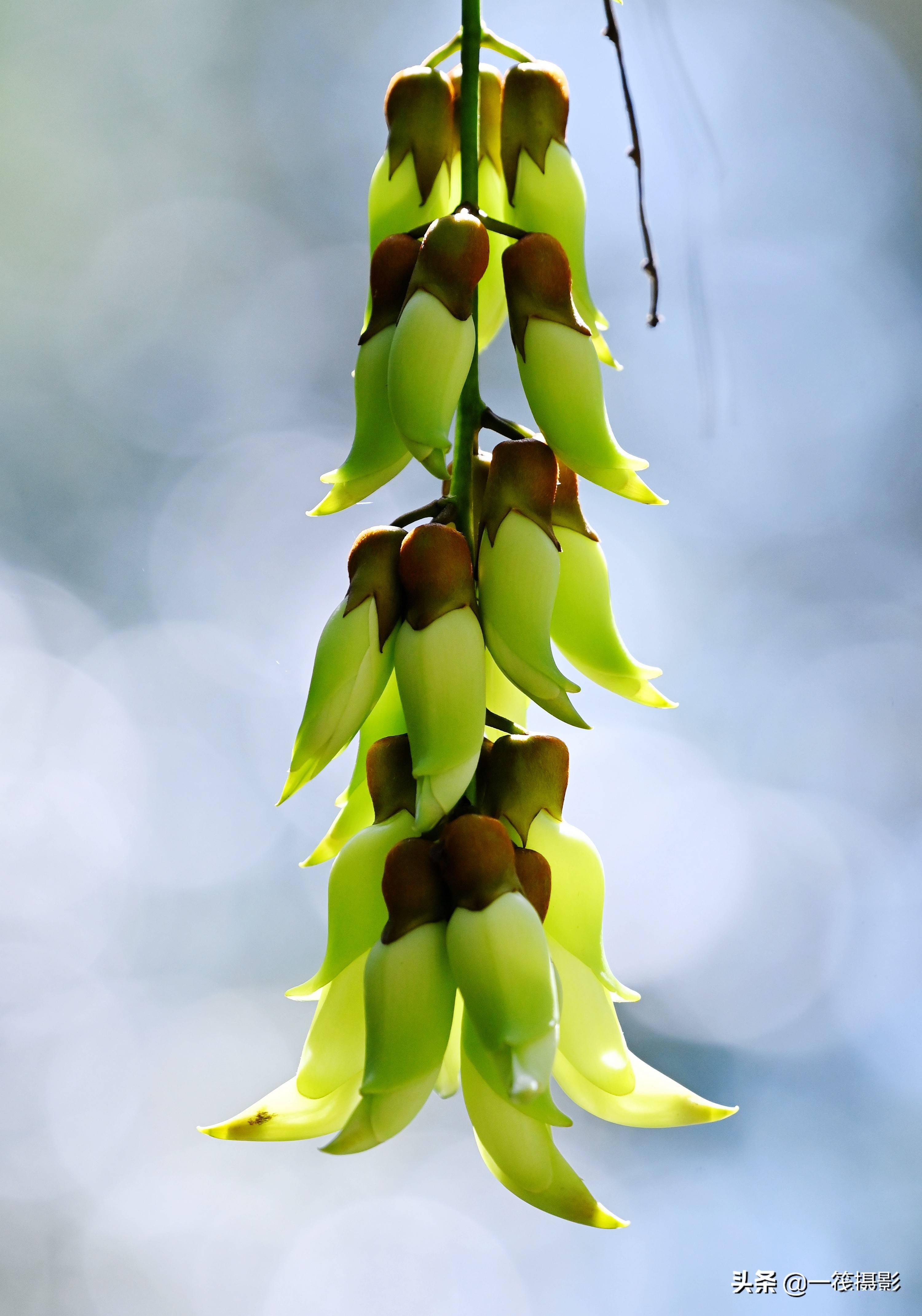 美花欣赏——浅绿色禾雀花_麻藤_白花油_造纸
