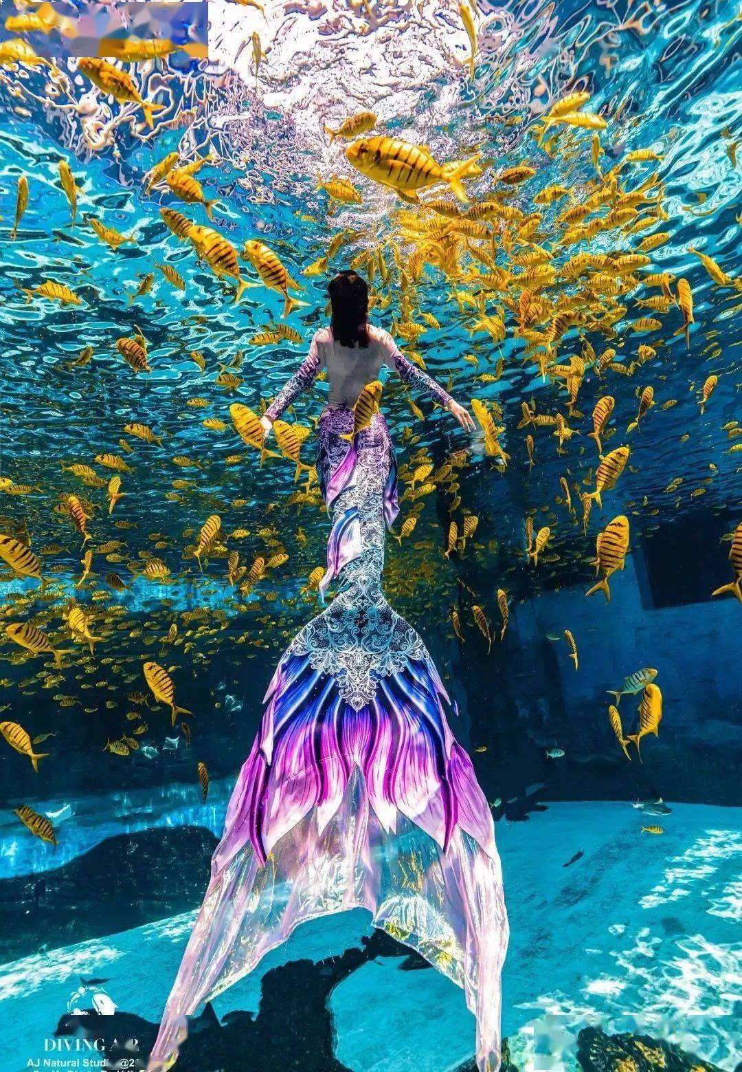 divingair潜羽海洋美人鱼培训中心divingair你准备好迎接一场史上zui