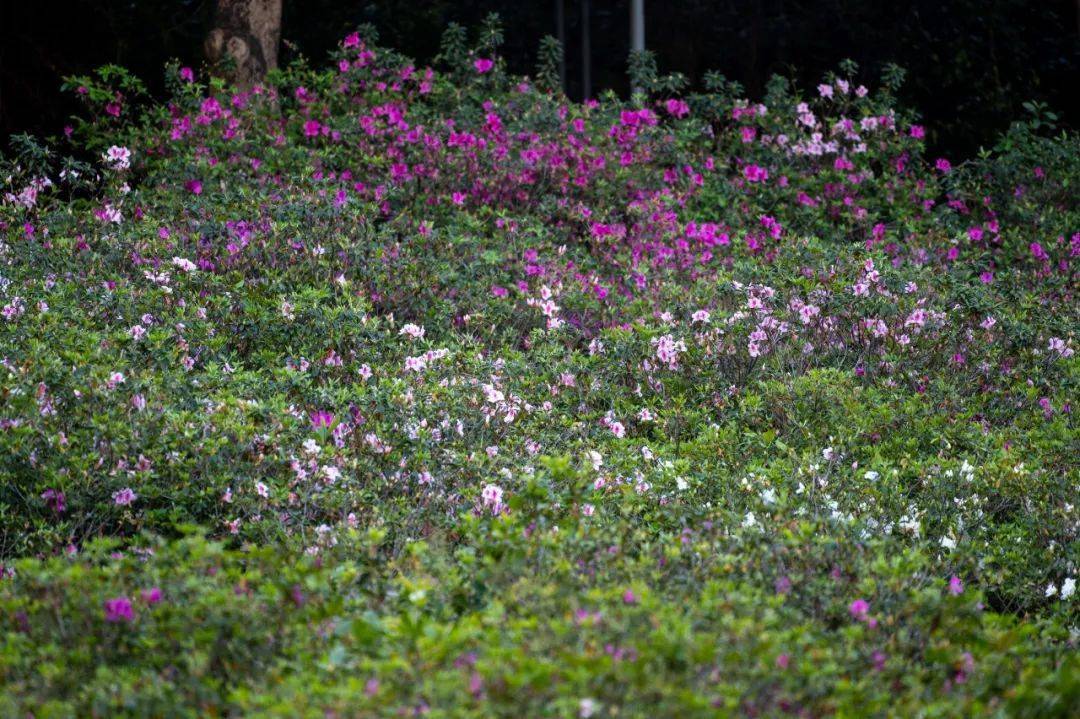 中山赏花图片