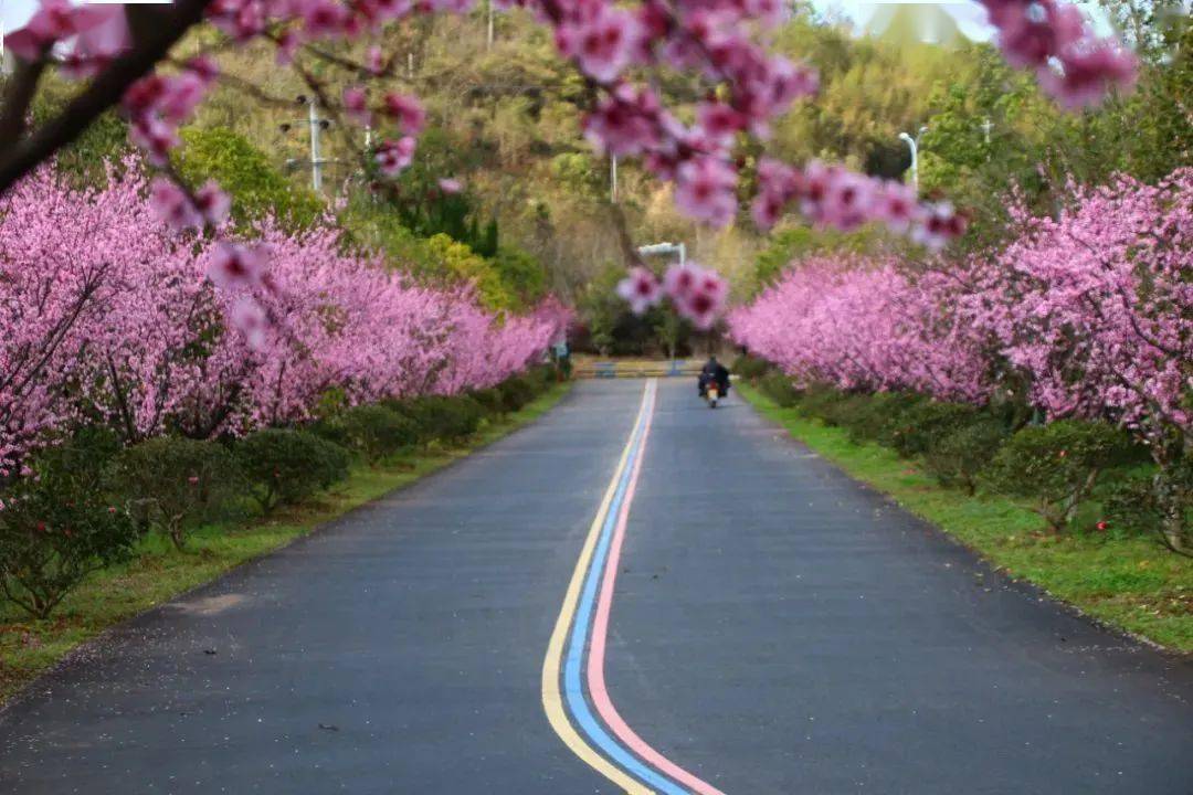 路湾绿道市区水东大桥西侧桥头市区好溪路樱花园樱花定位,实景全都有