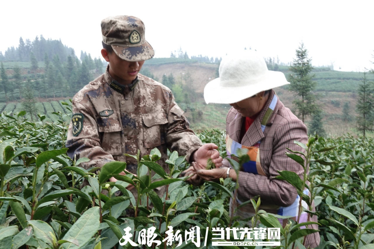 抢采现场,晴隆县碧痕镇民兵在县人武部副部长赵寰的组织下,立即投入到