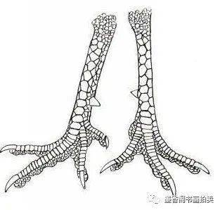 三,鸡爪的画法步骤二,家鸡各部位名称一,鸡翅和羽毛的结构利子,色不异