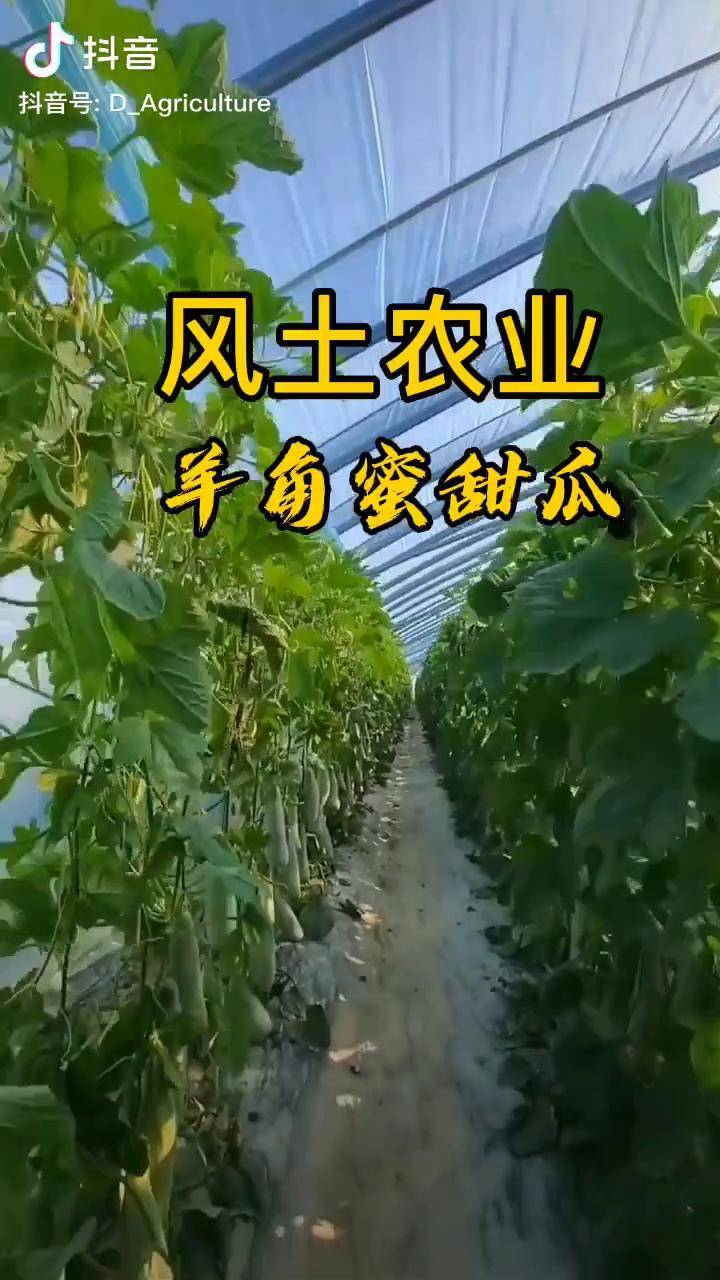 风土农业羊角蜜甜瓜种植技术甜瓜种子正式上市_甜瓜_种植_羊角