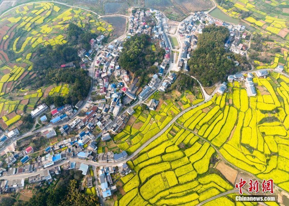 油菜花|航拍江西瑞昌万亩油菜花盛开 漫山遍野“尽带黄金甲”