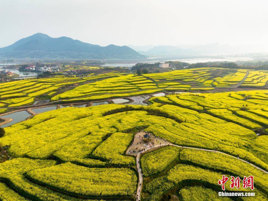 油菜花|航拍江西瑞昌万亩油菜花盛开 漫山遍野“尽带黄金甲”