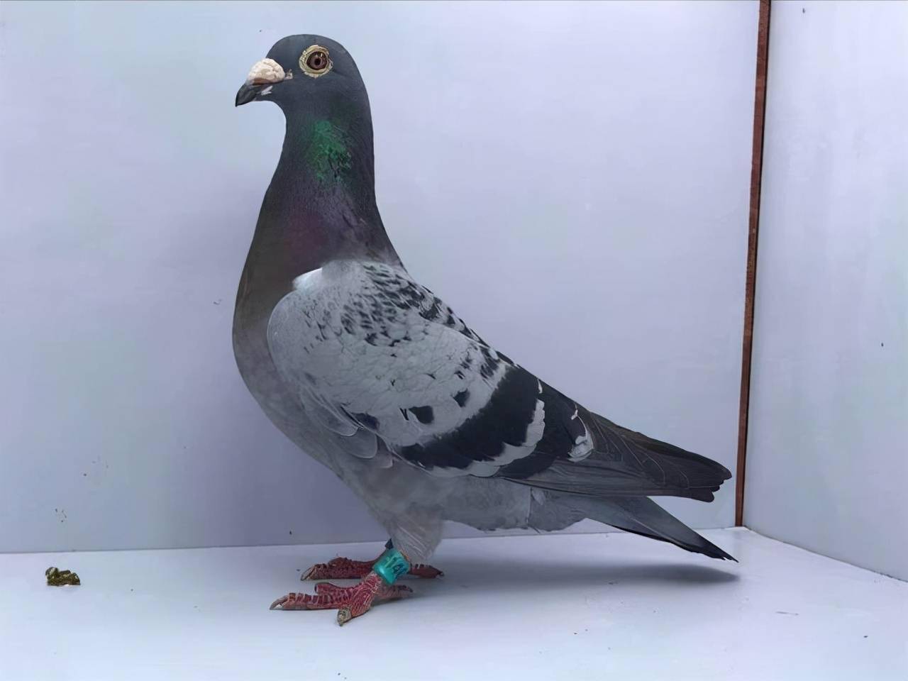 好雌鸽的选择,最好满足这些条件_鸽子_状态_体型