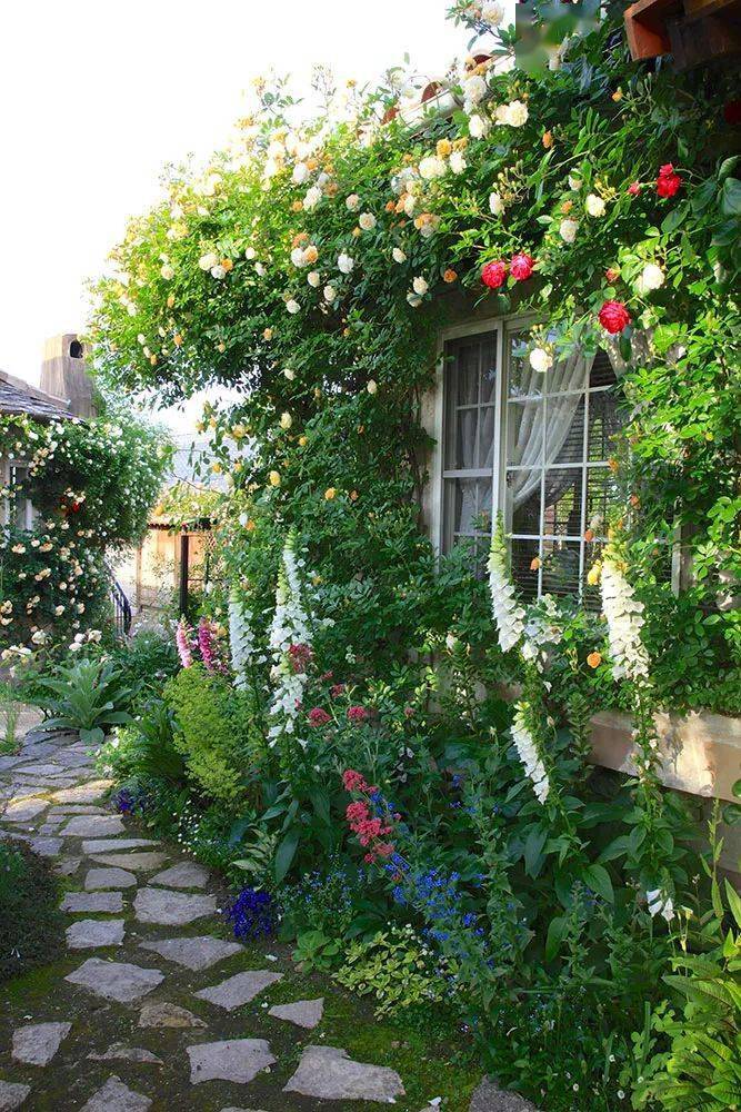 月季在花园庭院中的应用太美了