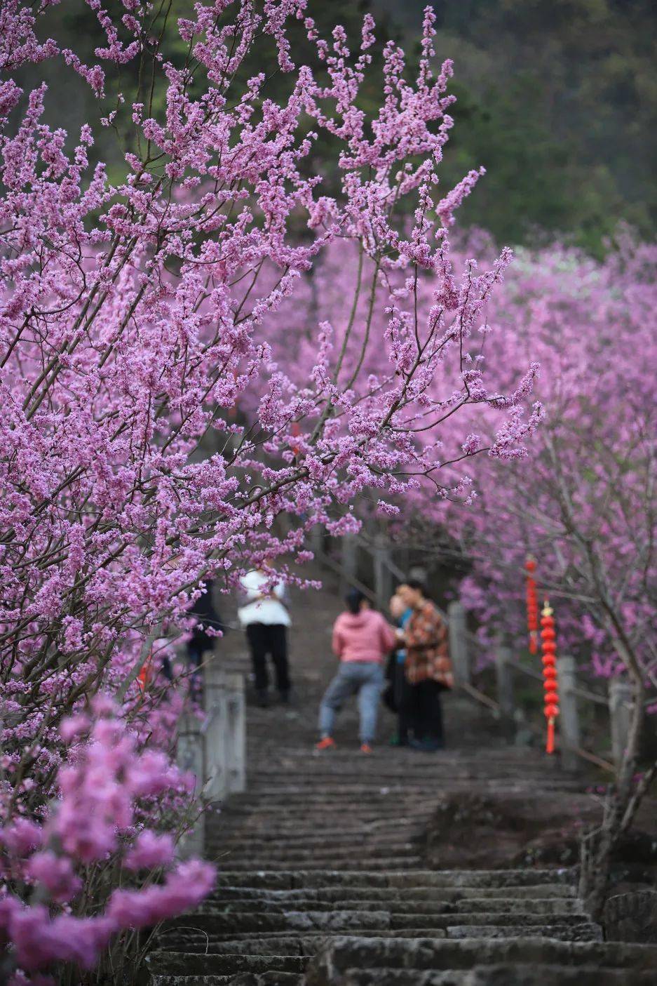 赤城山的紫荆花开了!天台人刻进山里的浪漫藏不住了