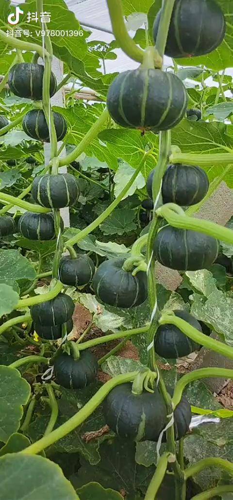贝贝南瓜农业种植