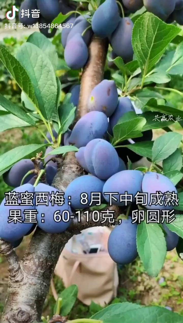蓝蜜西梅李子非常甜的一款李子品种产量高容易管理西梅李子苗李子树苗