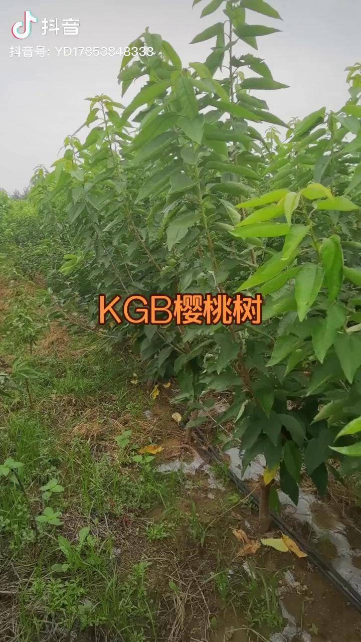 kgb樱桃树形美早樱桃苗科迪亚樱桃苗樱桃热门自拍