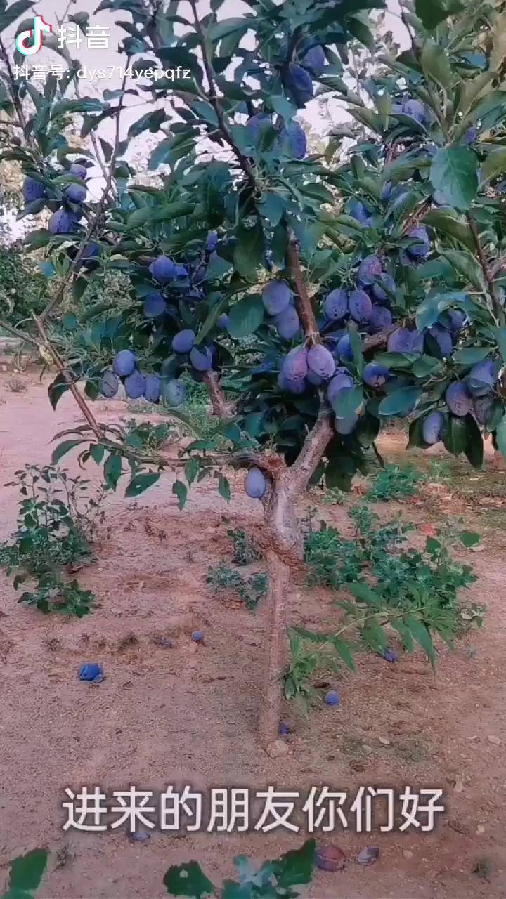 西梅蓝蜜李子苗育苗基地秋后大量出圃李子苗育苗基地西梅李子苗西梅蓝