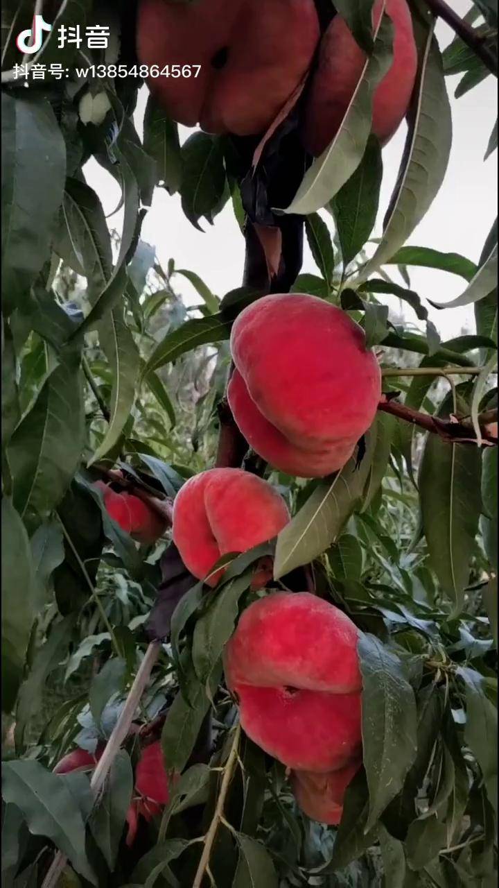 瑞蟠21大果500克全红品种