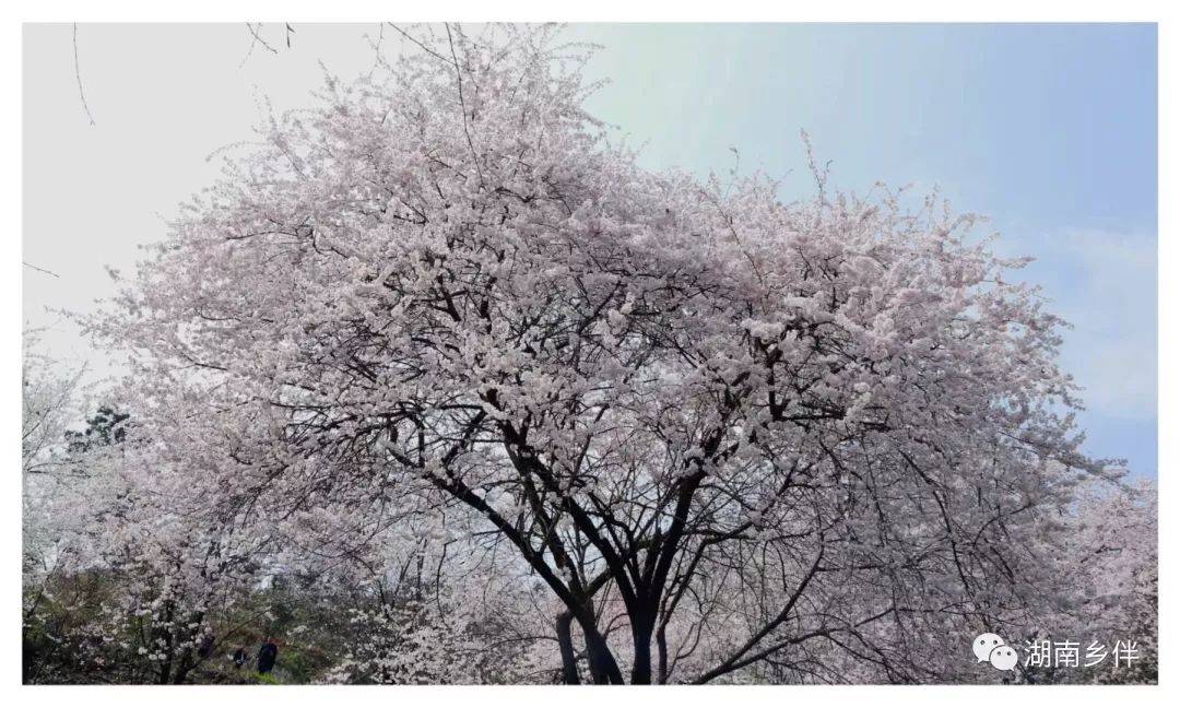 赏樱|安化：天道山樱花盛开 漫山遍野只为等你来