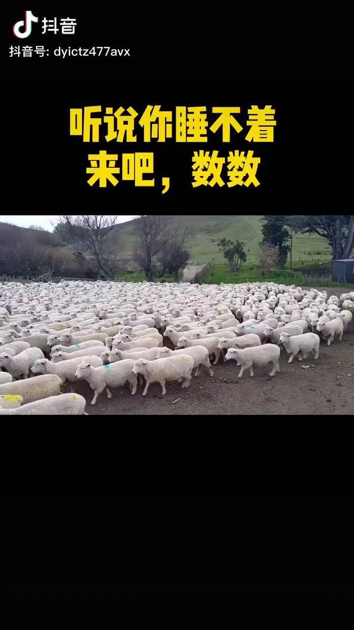 数数多少只羊图片图片