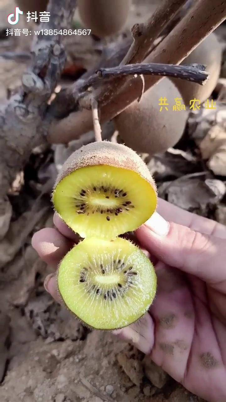 黄心猕猴桃树苗当年挂果了农业猕猴桃树苗黄心猕猴桃苗